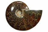 Polished Ammonite (Cleoniceras) Fossil - Madagascar #348519-1